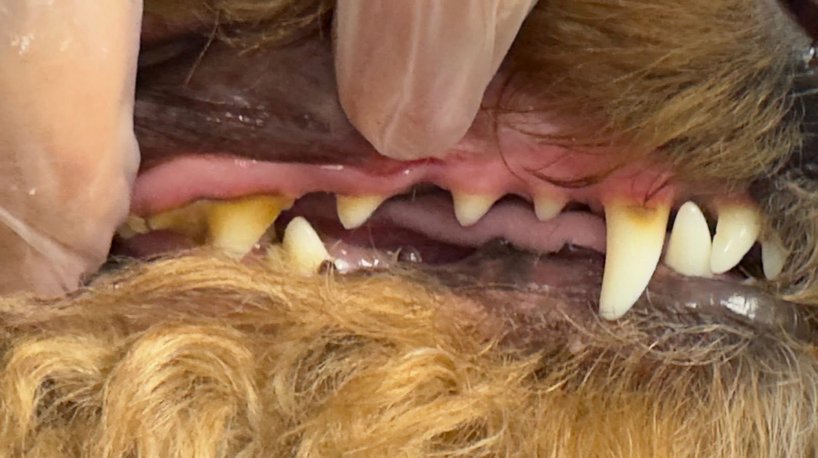 Before cleaning — tartar buildup on teeth
