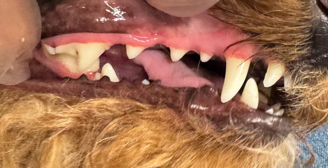 After cleaning — clean white teeth