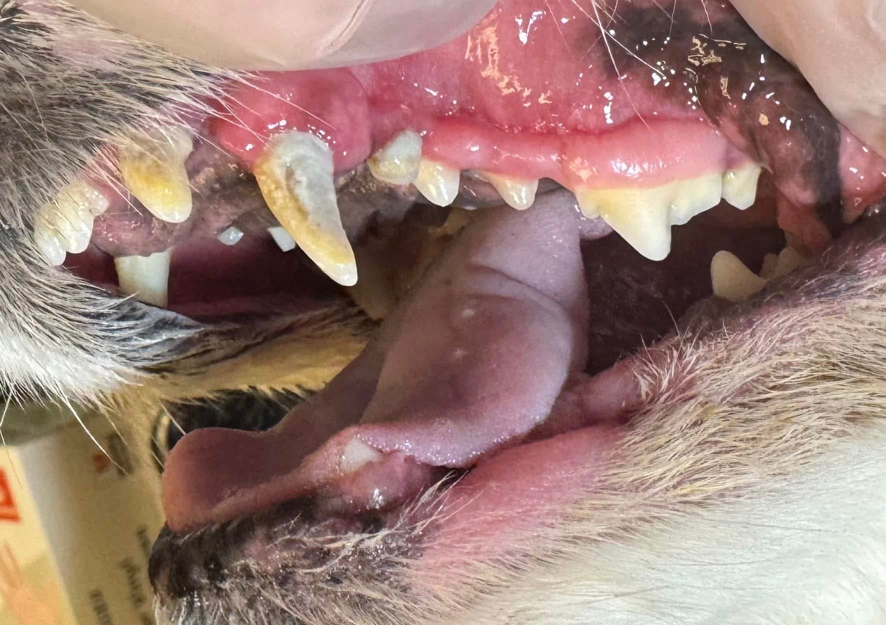 Before cleaning — tartar and inflamed gums