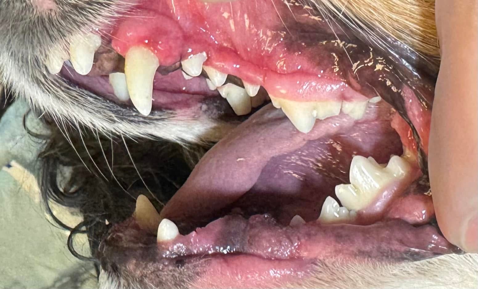 After cleaning — clean healthy teeth