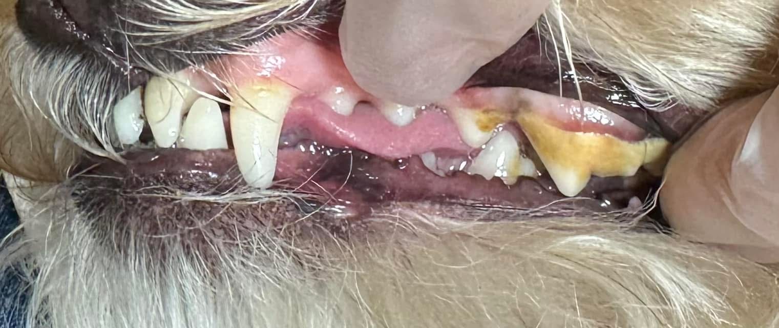 Before cleaning — severe tartar and yellow buildup