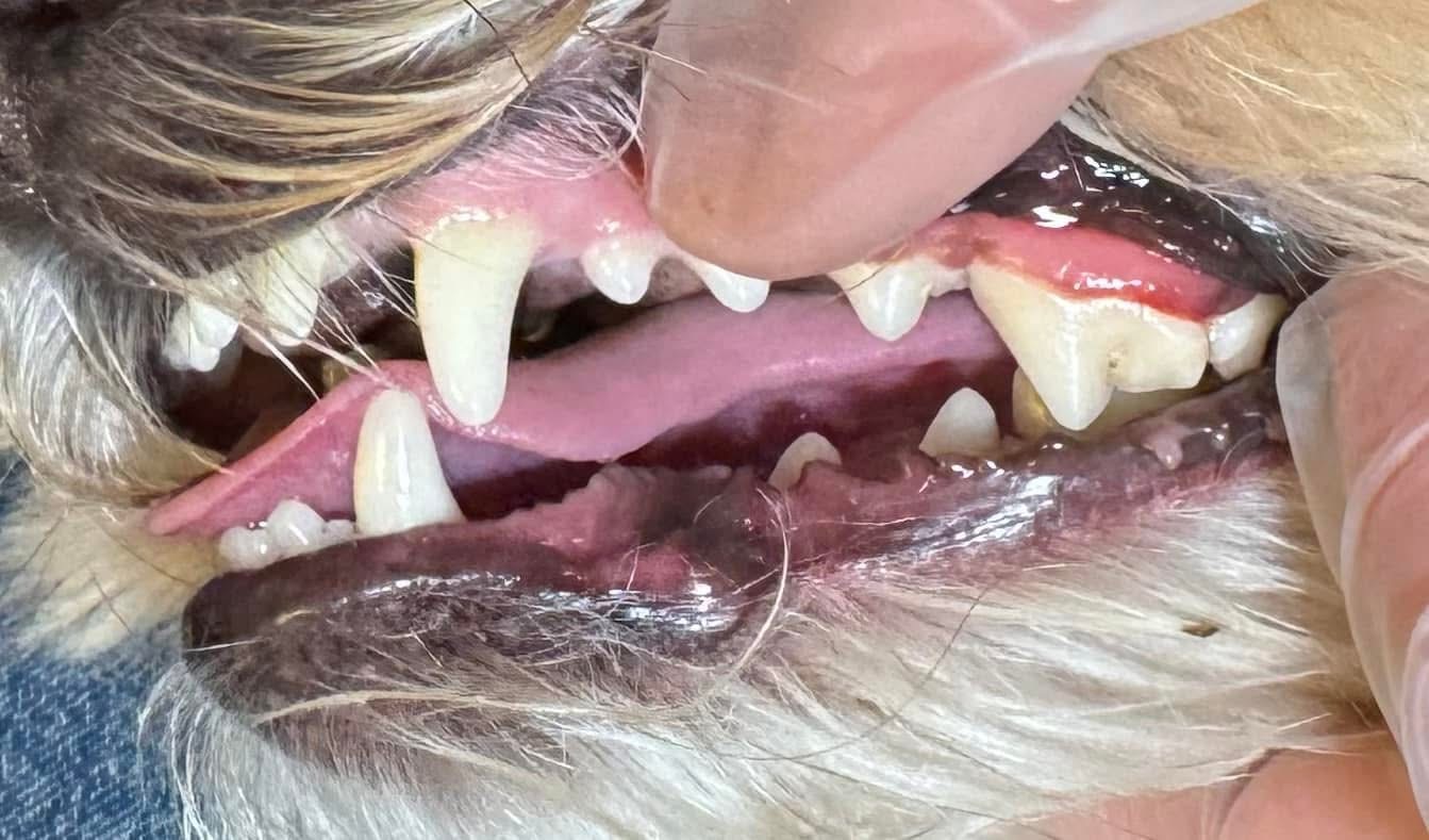 After cleaning — clean healthy teeth