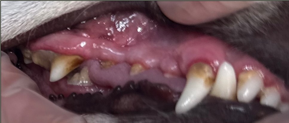 Before — heavy tartar buildup on a dog's teeth and gum line