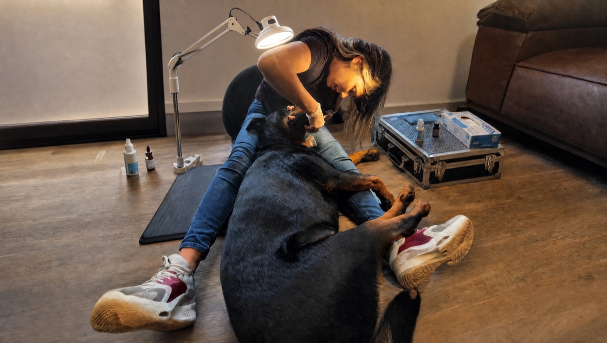 Lindsey performing an anesthesia-free dental cleaning on a large dog
